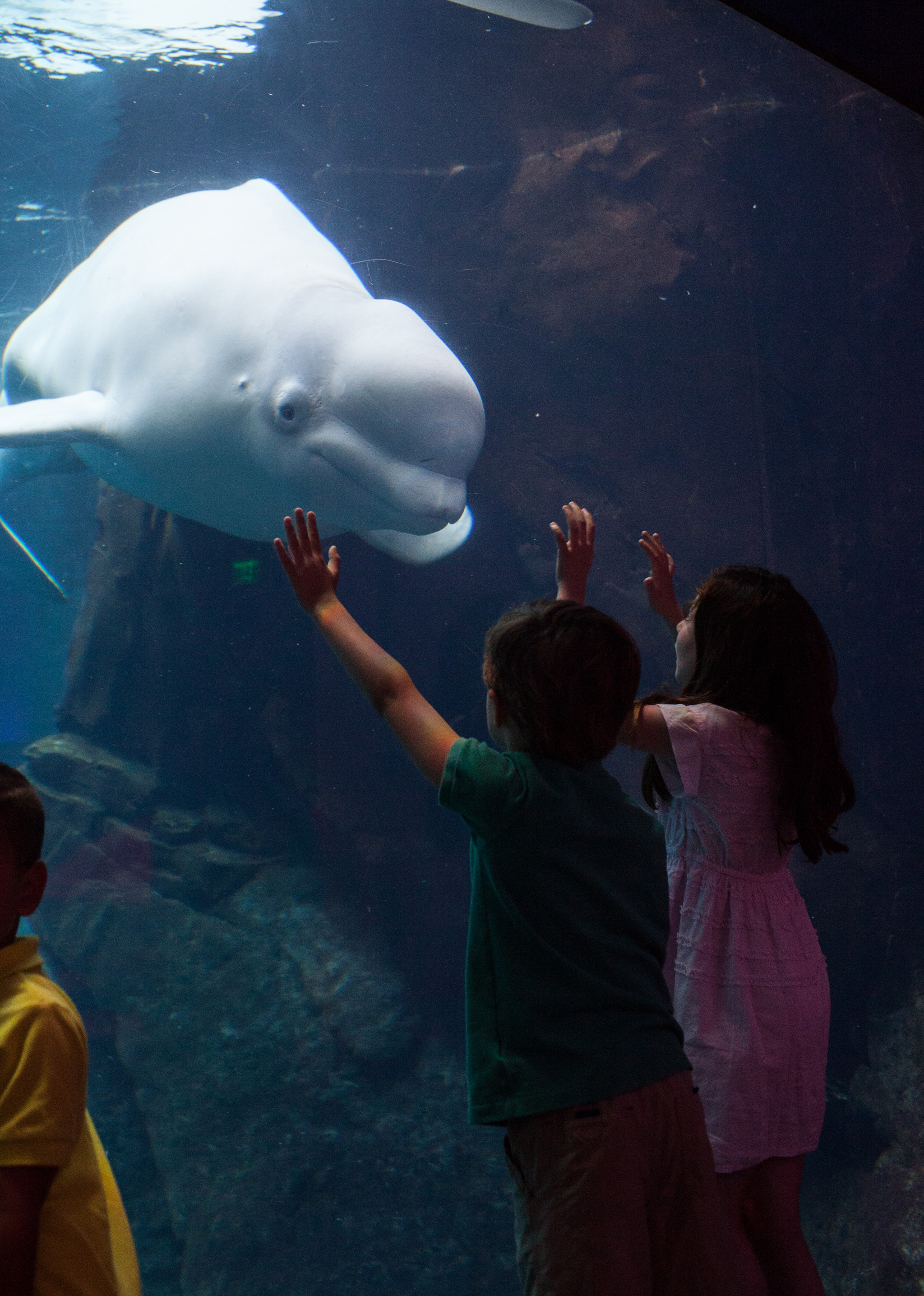 Two Georgia Aquarium guests experience an up close encounter with a beluga whale