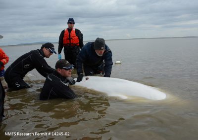 Eric Gaglione, vice president of zoological operations (left) and Dennis Christen, senior director of animal training (center), release a beluga whale fitted with a satellite tag following its health assessment in Bristol Bay, AK.