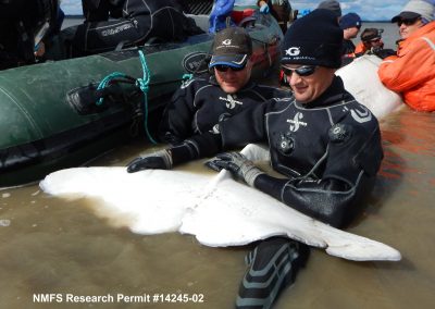Georgia Aquarium’s Dennis Christen (left) and Eric Gaglione (right) assist with a routine health assessment of a beluga whale in Bristol Bay, AK.